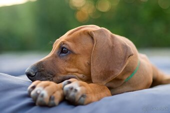 Rodézsky ridgeback šteniatko psík s PP ihneď k odberu - 5