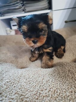 Yorkshirsky teriér Yorkshir - 5