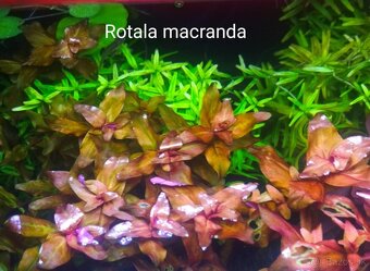 Akvarijne rastlinky z prestrihu - 5