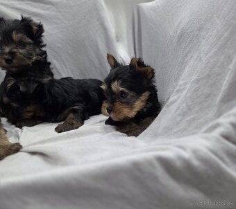 Yorkshirsky terier - 5