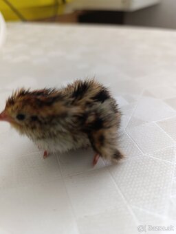 Japonské prepeličky - 5