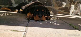 Predam steniatko Rottweilera, rotvajlera, rottvajlera,rotti, - 5