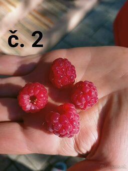 Maliny - rastlina s koreňom - 5