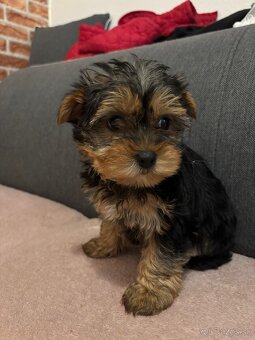 Yorkshire terrier - 5