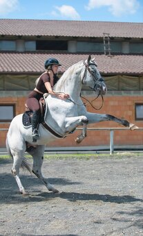 Všestranný Appaloosa na predaj - 5