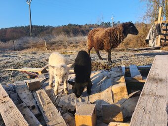 Ouessantské Mini Ovečky // Jahničky - Výmena - 5