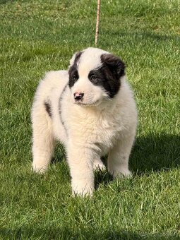 Stredoázijského ovčiaka - 5