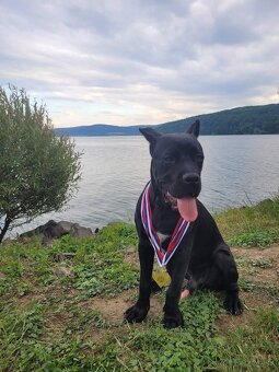 Pes plemeno Cane corso - 5