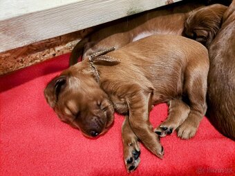 Írsky seter – šteniatka s PP na predaj - 5