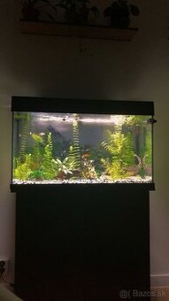 Akvarium, rybičky, rastlinky - 5