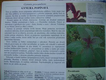 Gynura popínavá - zakorenené odrezky - 5