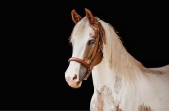 Strakatá kobyla - 5