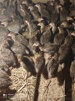 Husokačky, husy, perličky - 5