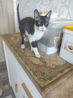 Don sphynx kocúrik s PP - 5