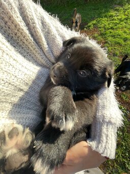 Darujem štaniatka🐾 - 5