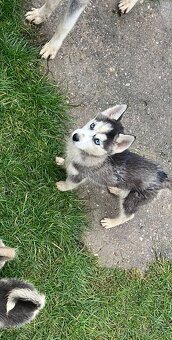 Steniatka sibirsky husky - 5