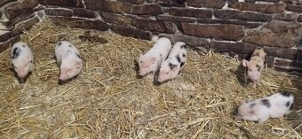 Gottingenské miniprasiatka - 5