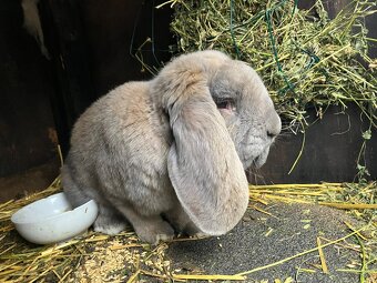 Francúzske barany - 5