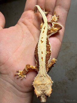 Pagekon riasnatý LW dark Red base - 5