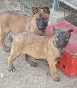 Belgický ovciak malinois - 5