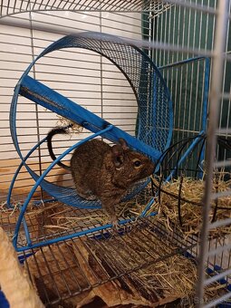 Predám Osmaka Degu  aj s príslušenstvom - 5