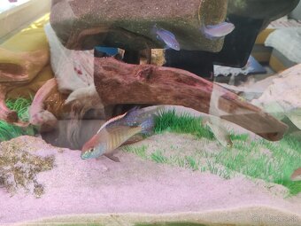 Lethrinops red cap - 5