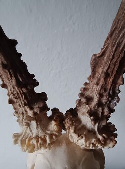 Trofej trofeje parohy parožie zhody... - 5