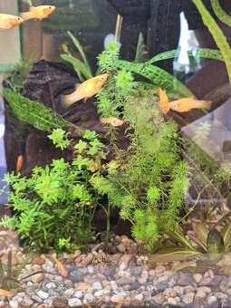 Živorodka ostropyská - 5