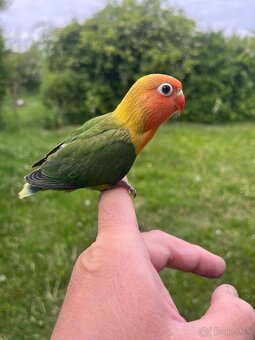 AGAPORNIS FISHER Maznačik-krotký - 5