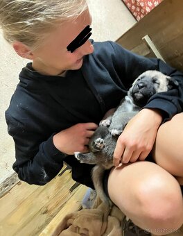 Kangal štěňata - 5