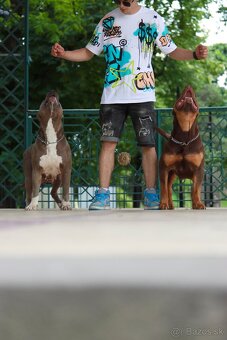 American Bully XL (Pitbull XXL) - 5