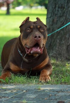 American Bully XL (Pitbull XXL) - 5