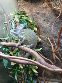 Chameleon jemensky - 5