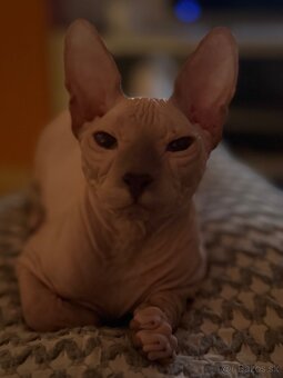Don sphynx - 5