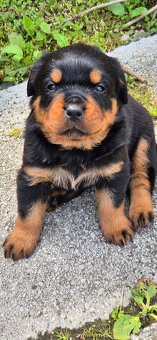 Rotvajler, Rottweiler s PP - 5