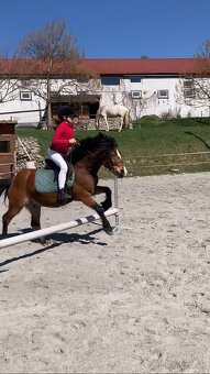 Šikovný pony valach - 5