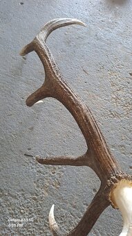 Trofej,parohy - 5
