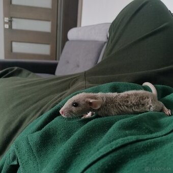 Potkaniky dumbo a štandart s VP - 5