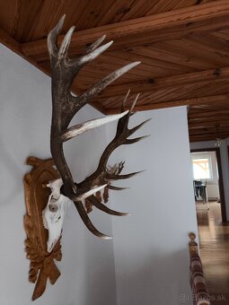 Trofej,parohy,parozie - 5