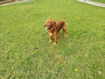 Zlatý retriever šteniatka - 5
