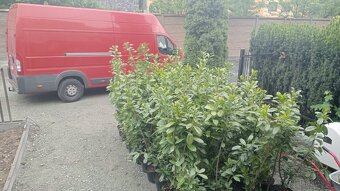 Tuja Smaragd, vavrínovec, červienka - Námestovo - 5
