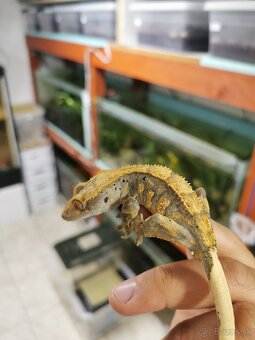 Pagekon riasnaty - 5