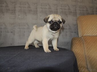MOPS s PP. - 5
