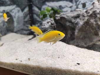 Juwel rio 125 akvárium - 5