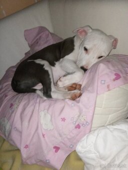 Predám čistokrvné šteniatko amerického stafforda - 5