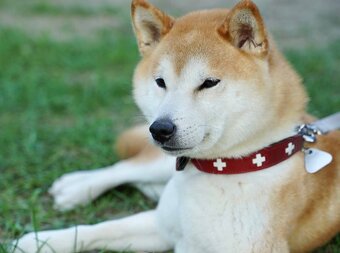 Shiba inu s PP /FCI / - 5