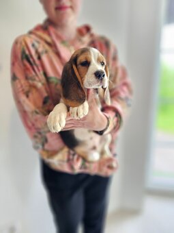 BEAGLE - bigl, beautiful puppies ZKwP/ FCI - 5