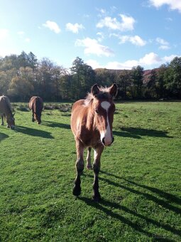 Predám ťažné zriebata - 5