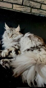 mainska myvalia adopcia - 5