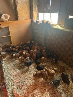 predám kurčatá - 5